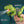 Load image into Gallery viewer, Dinosaur Handheld Sprayer