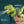 Load image into Gallery viewer, Dinosaur Handheld Sprayer

